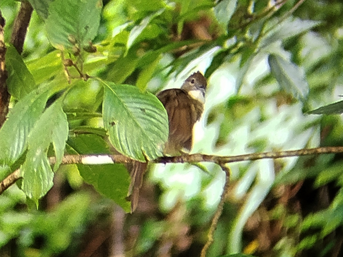 Ochraceous Bulbul - ML640695331