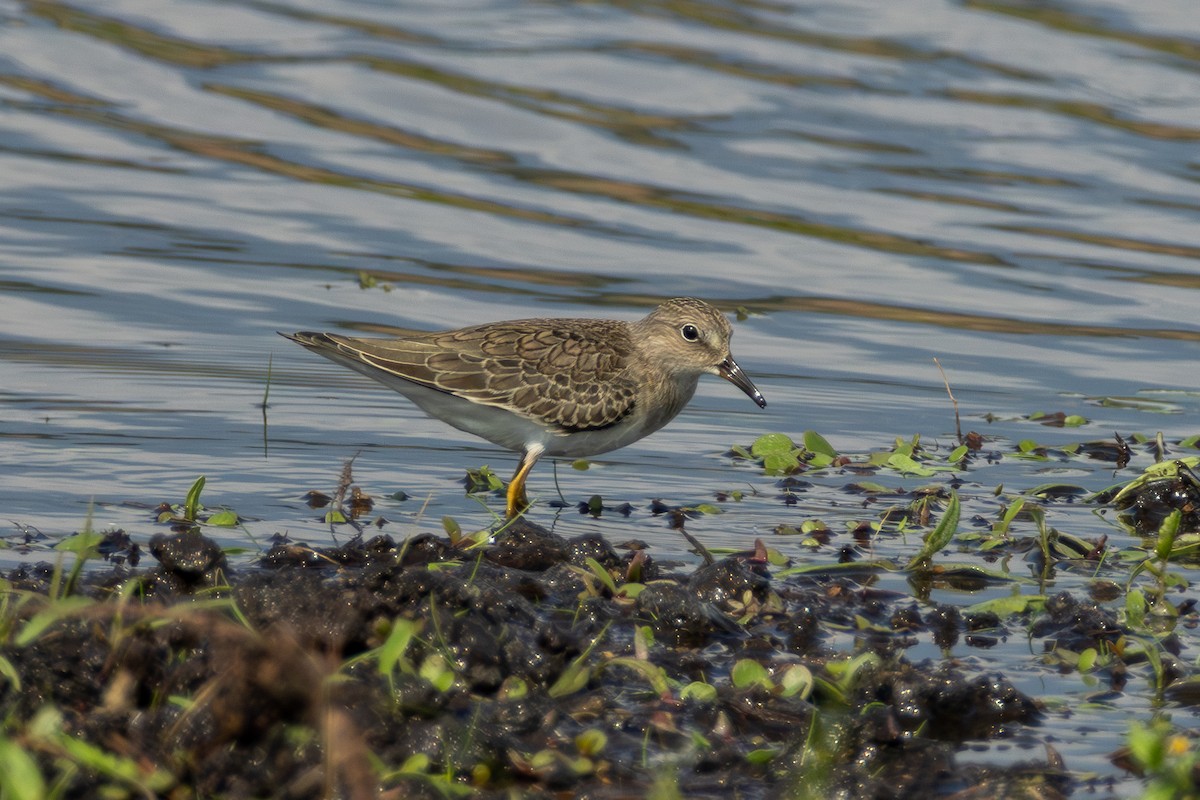 Temminck's Stint - ML640695361