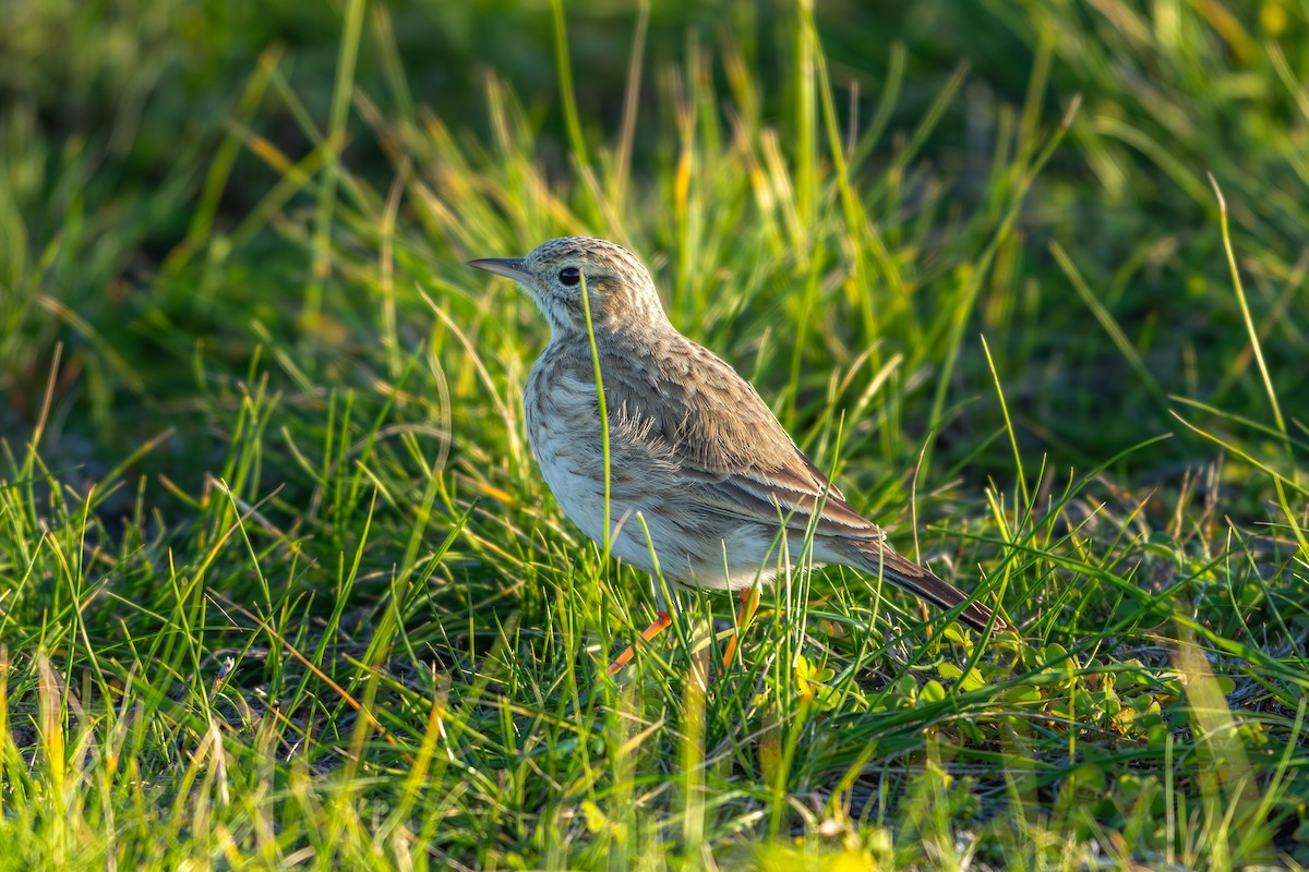 Australian Pipit - ML640695400