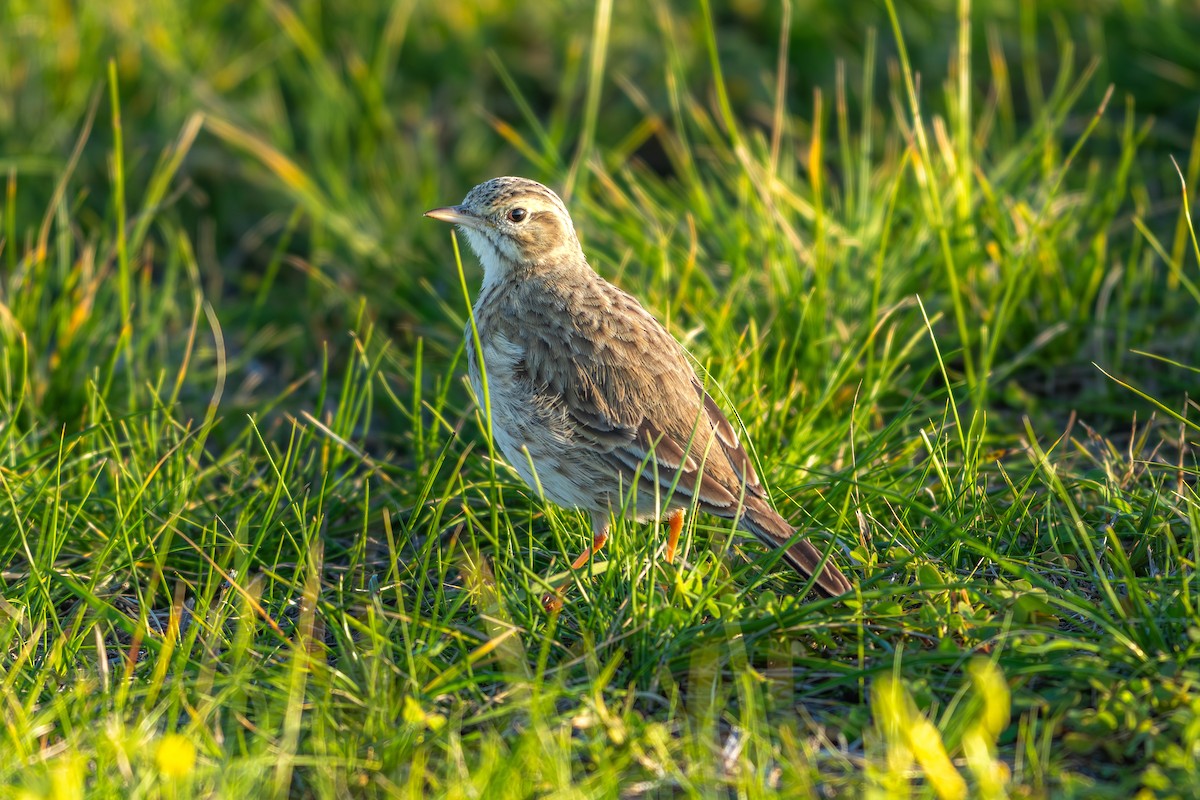 Australian Pipit - ML640695401