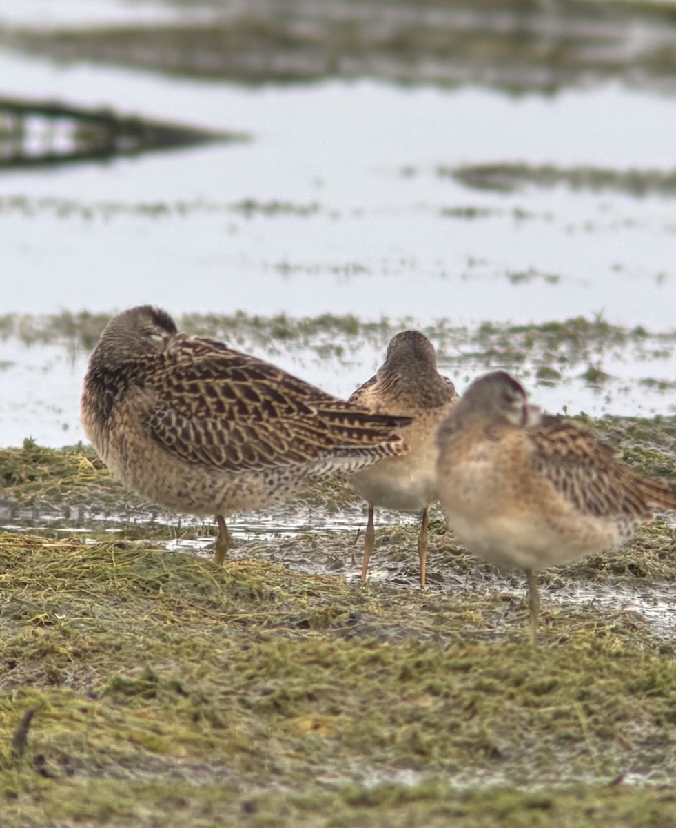 短嘴半蹼鷸 - ML640695413