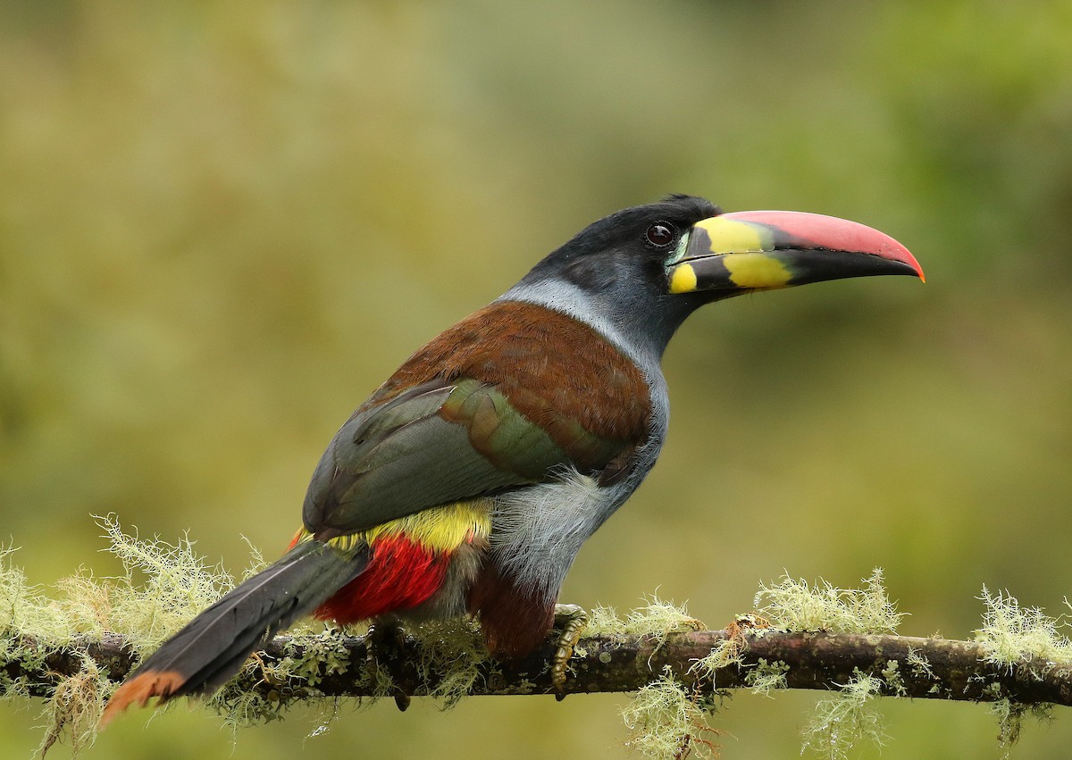 Gray-breasted Mountain-Toucan - ML640695502