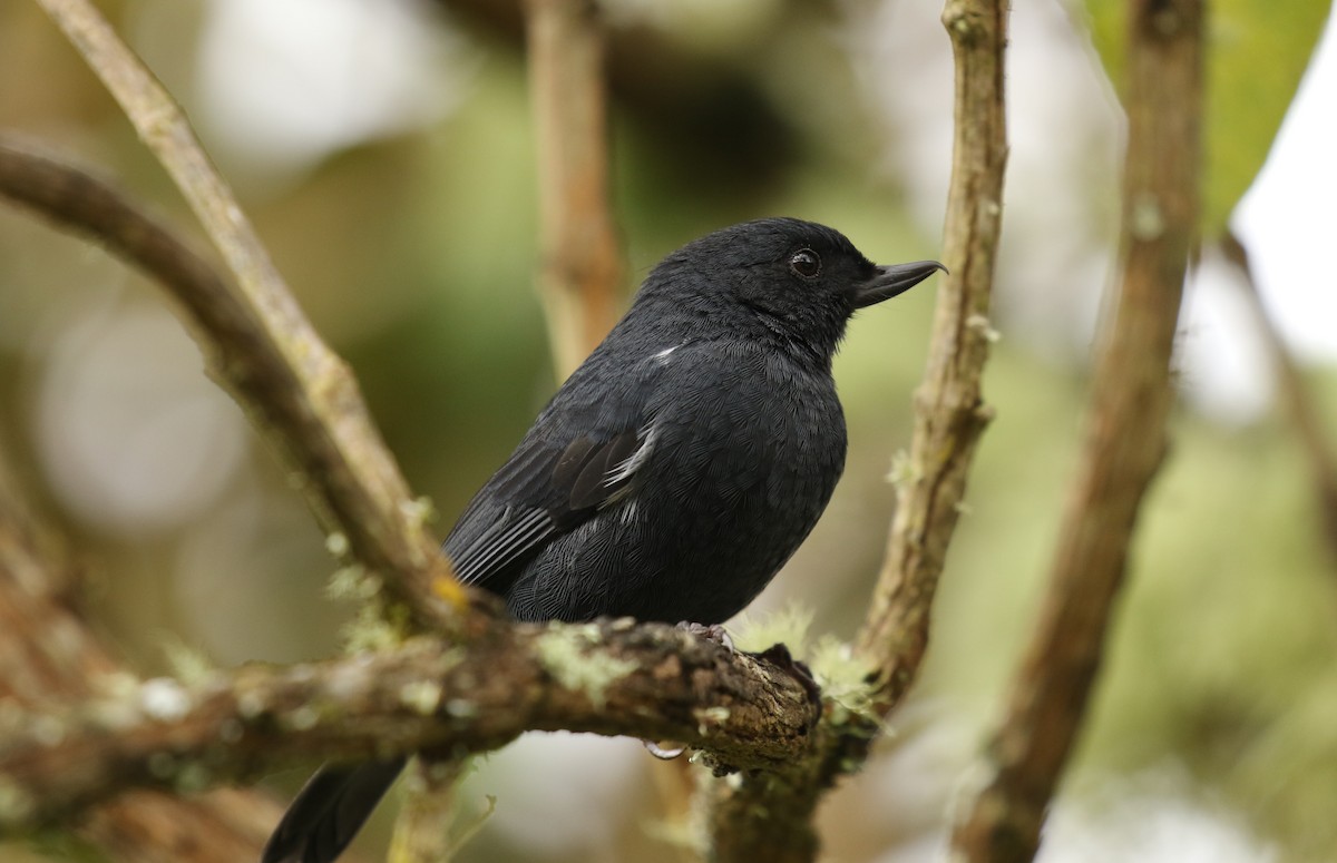White-sided Flowerpiercer - ML640695561