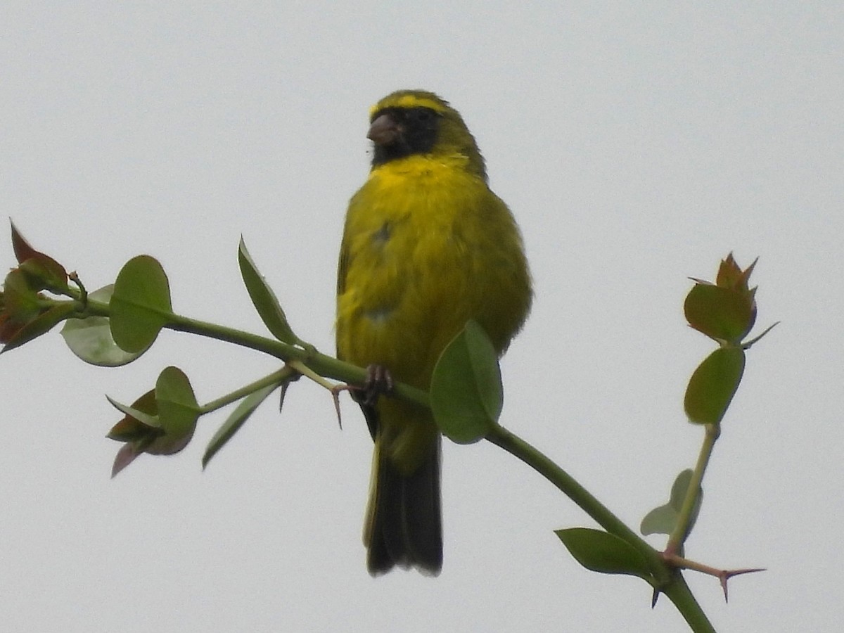 African Citril - ML640695593