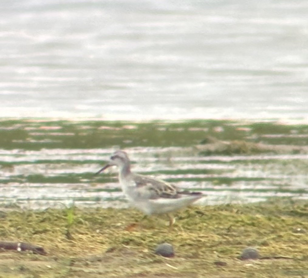 Wilson's Phalarope - ML640695775