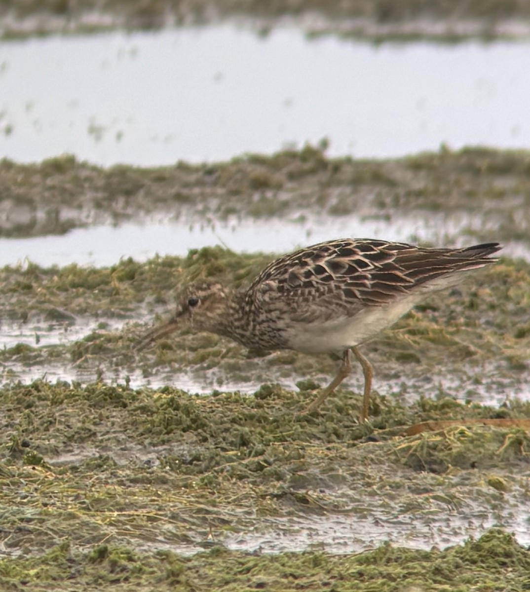 美洲尖尾濱鷸 - ML640695784