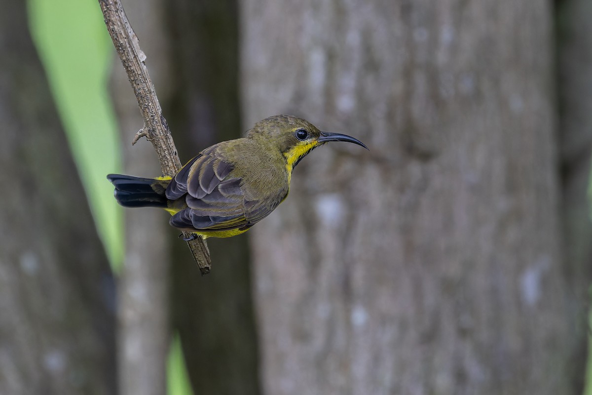Ornate Sunbird (Ornate) - ML640695850