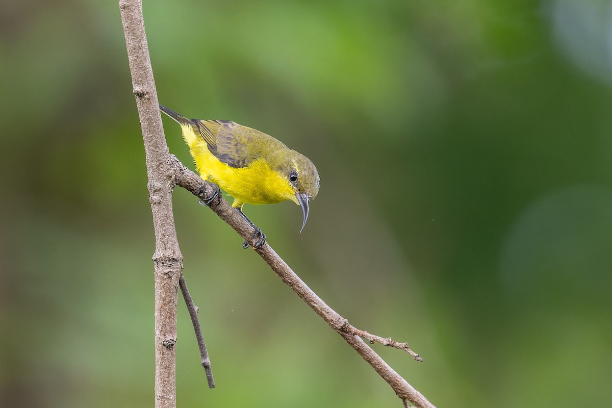 Ornate Sunbird (Ornate) - ML640695851
