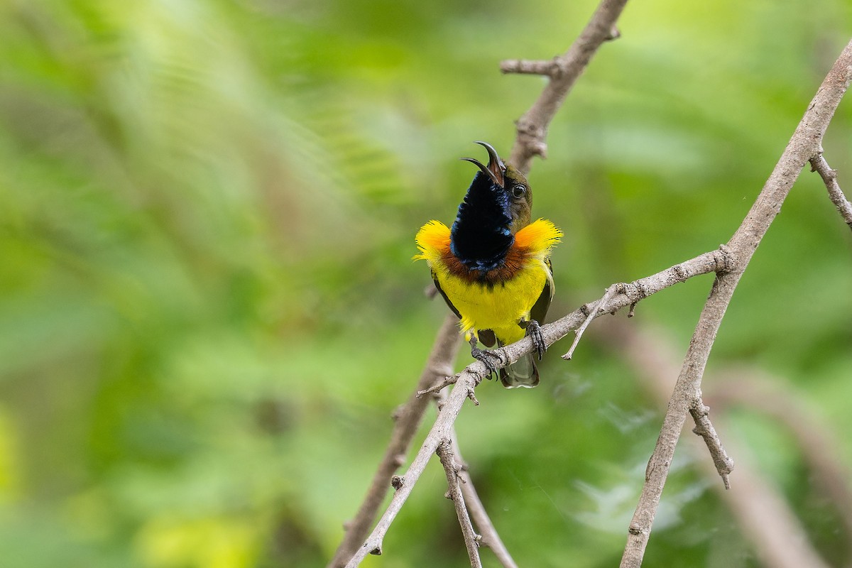 Ornate Sunbird (Ornate) - ML640695852