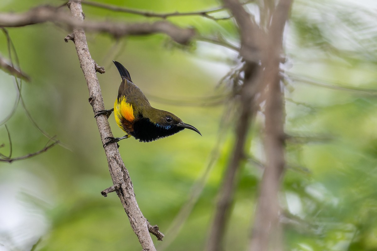 Ornate Sunbird (Ornate) - ML640695853