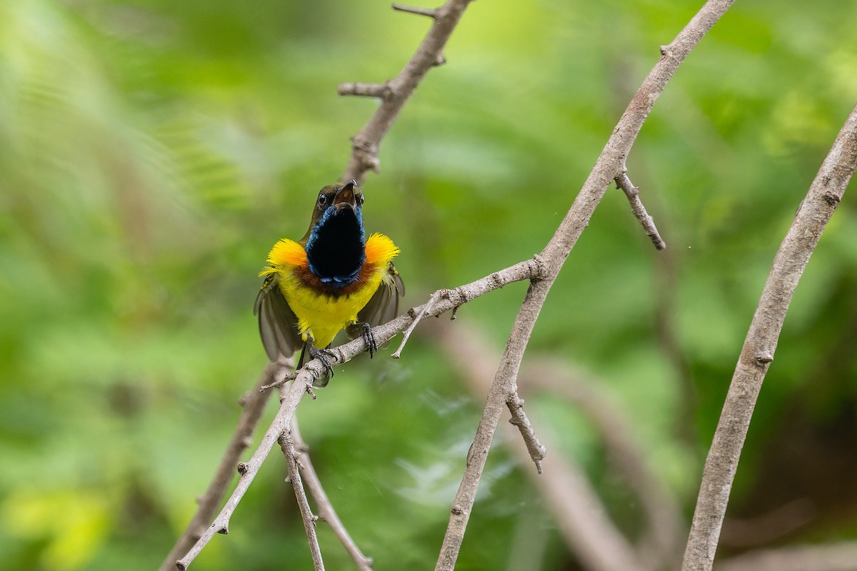 Ornate Sunbird (Ornate) - ML640695854