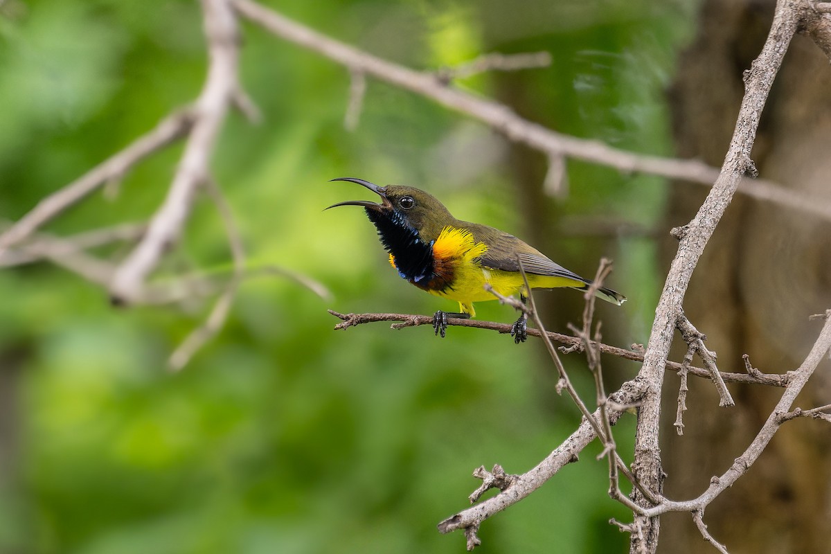 Ornate Sunbird (Ornate) - ML640695855