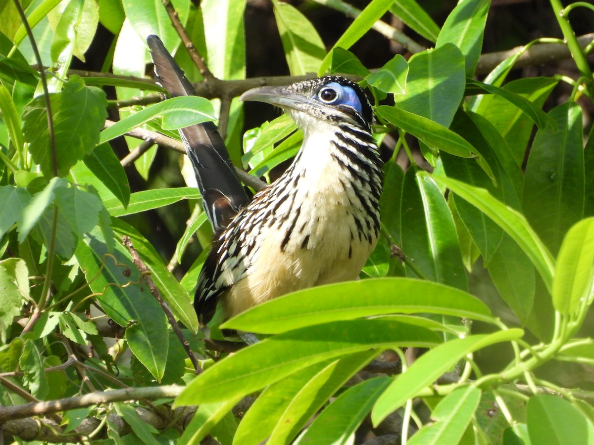 Lesser Roadrunner - ML640695949