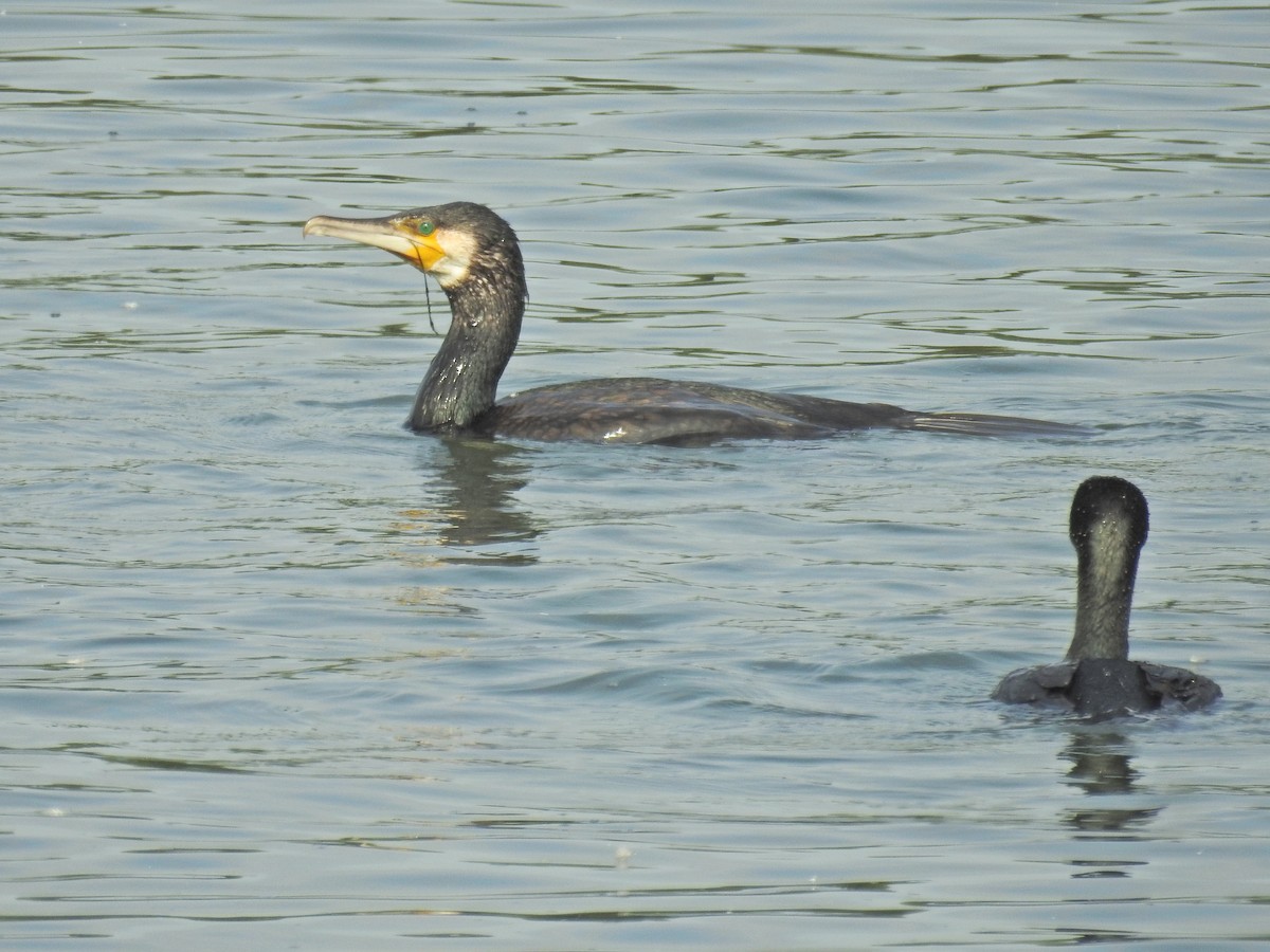 Cormorán Grande - ML640695962