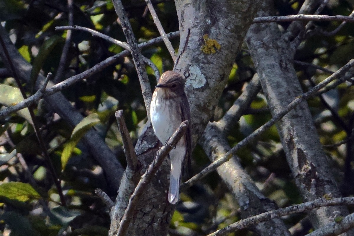 Бөртөт намнаахай - ML640696037