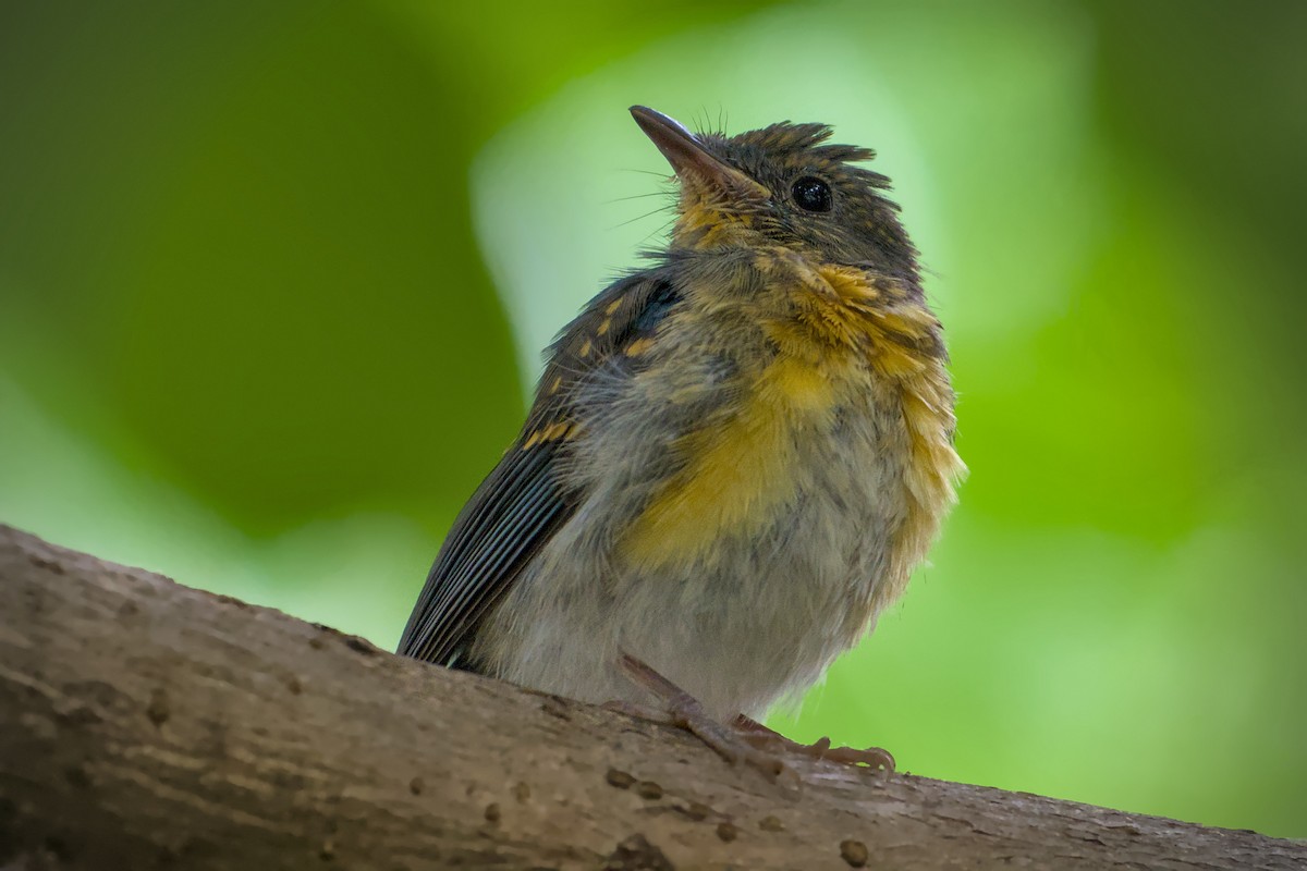 Tickell's Blue Flycatcher - ML640696041
