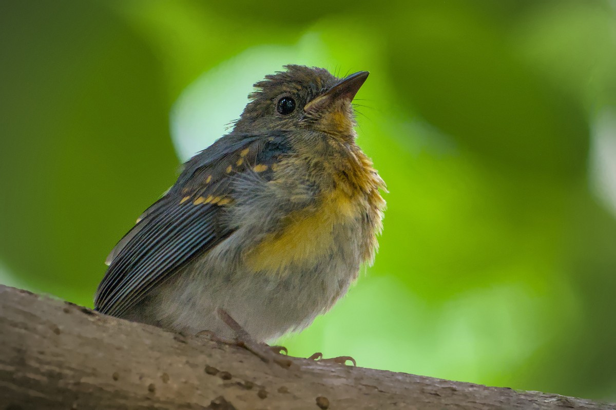 Tickell's Blue Flycatcher - ML640696043