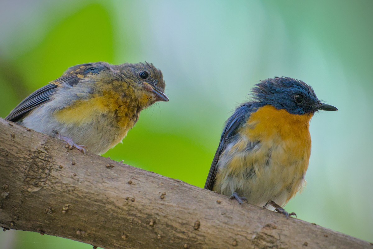 Tickell's Blue Flycatcher - ML640696048