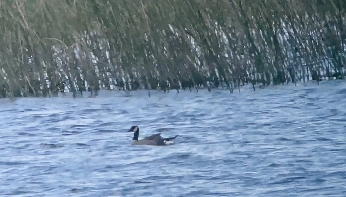 Cackling/Canada Goose - ML640696085