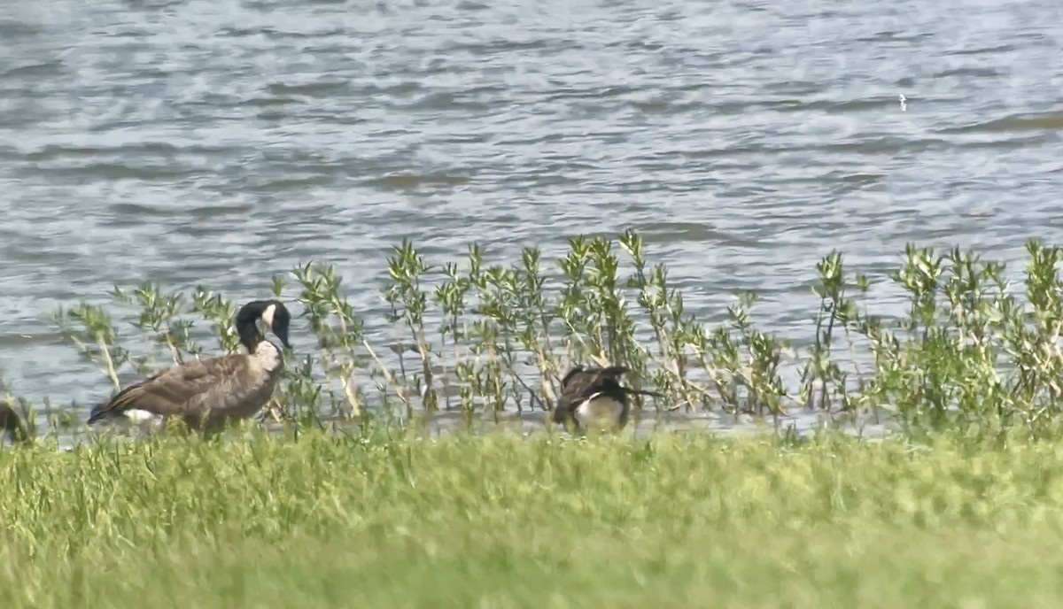 Cackling/Canada Goose - ML640696087