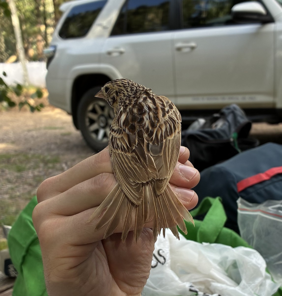 Baird's Sparrow - ML640696122