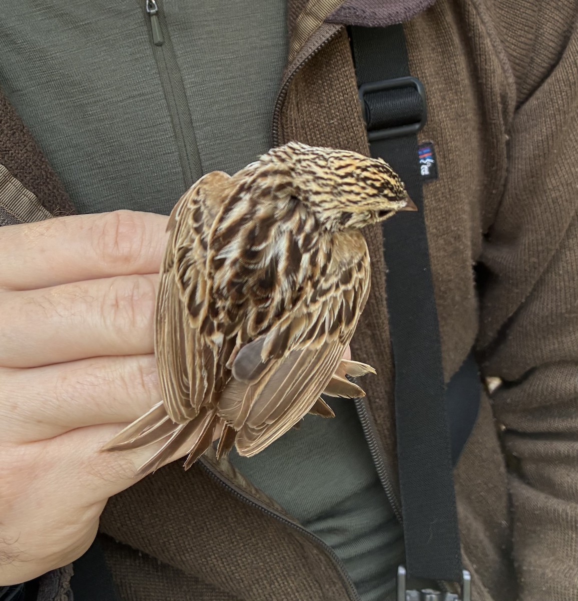 Baird's Sparrow - ML640696123