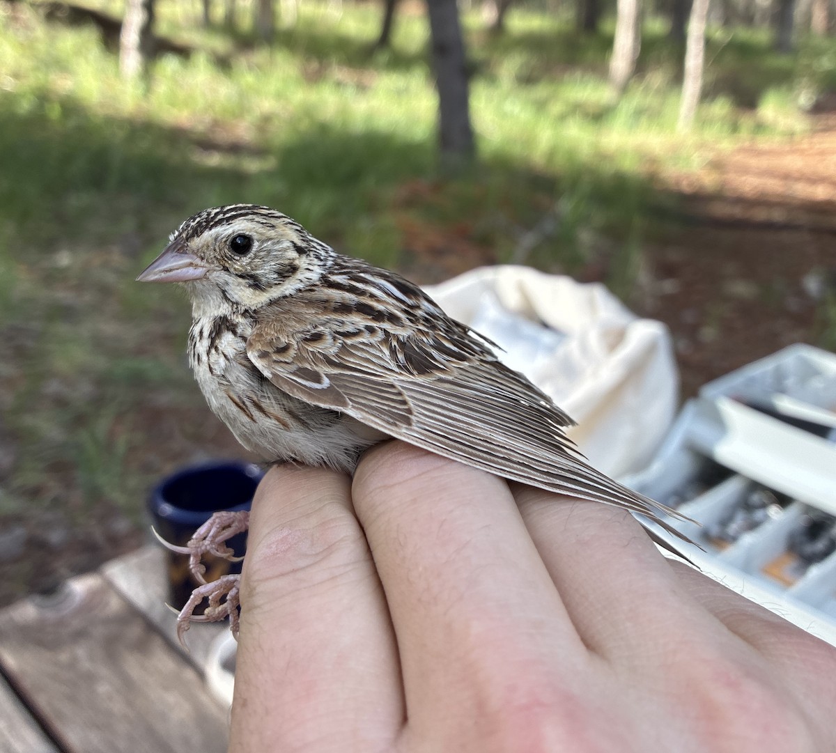 Baird's Sparrow - ML640696124
