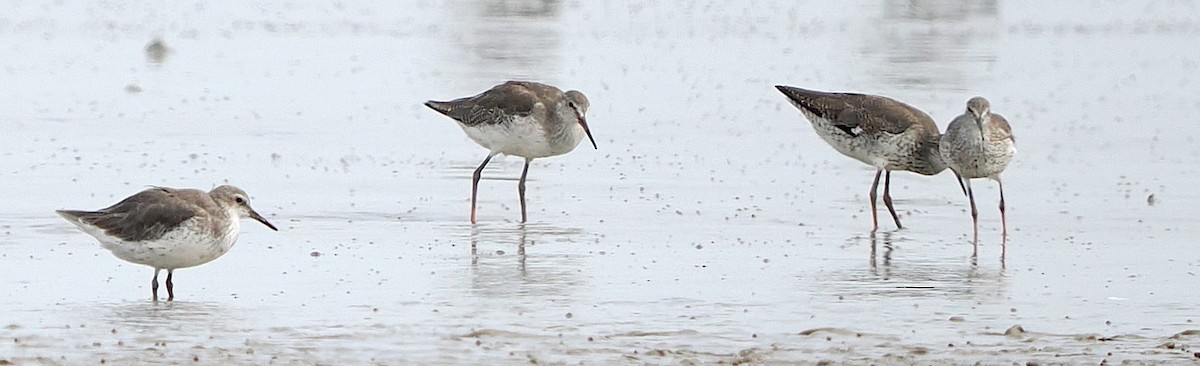 Red Knot - ML640696192