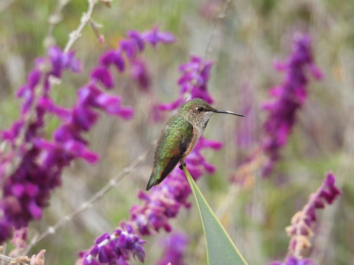 Allen's Hummingbird - ML640696196