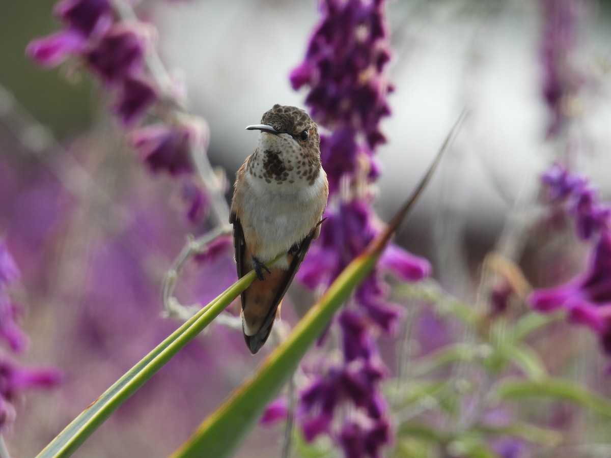 Allen's Hummingbird - ML640696198