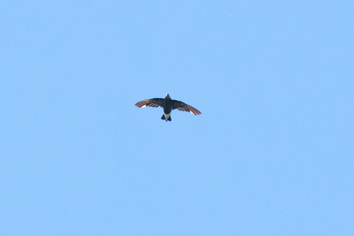 Silver-backed Needletail - ML640696241
