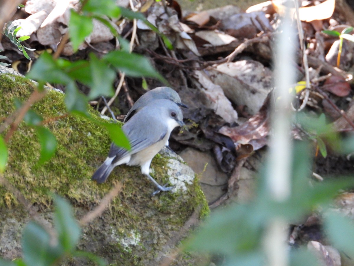 Zostérops gris - ML640696248