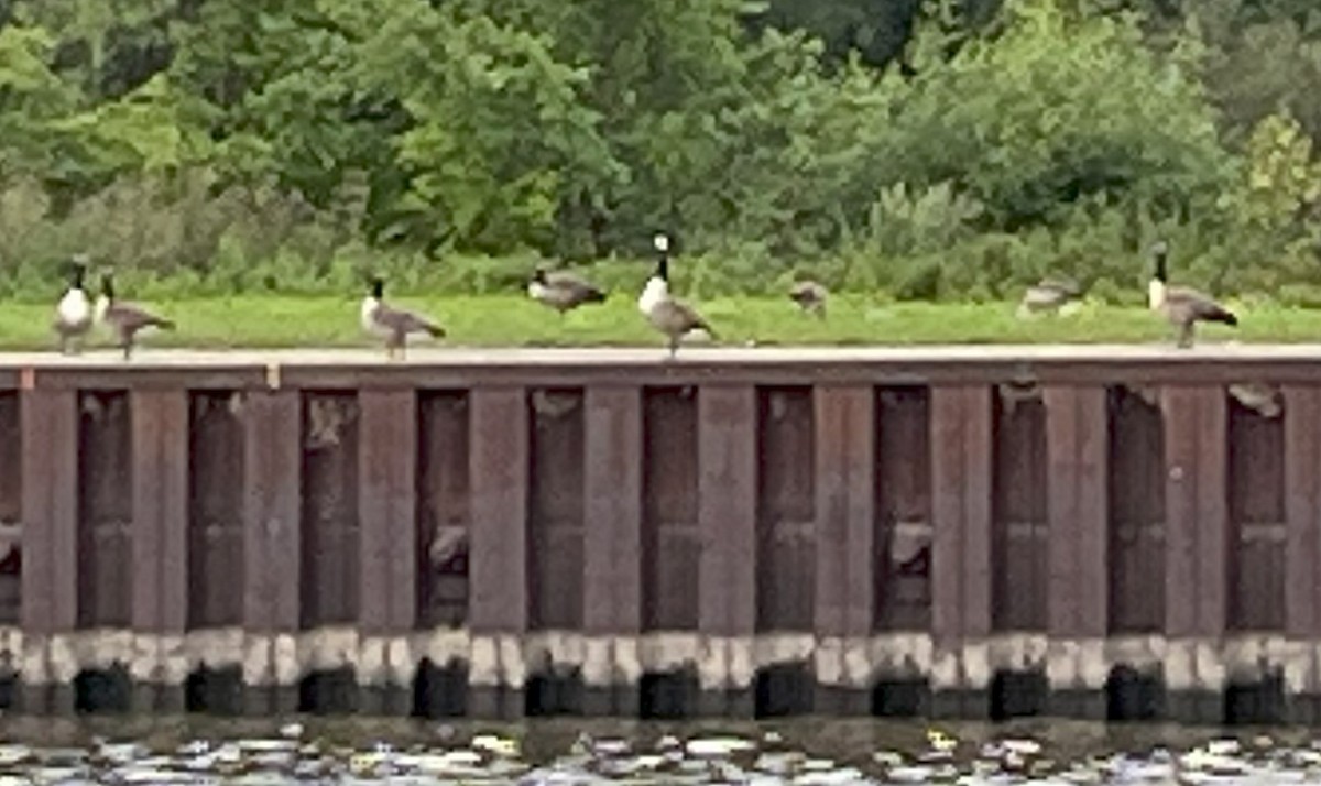 Graylag x Canada Goose (hybrid) - ML640696287