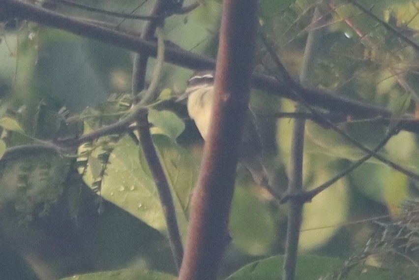 Red-rumped Tinkerbird - ML640696293