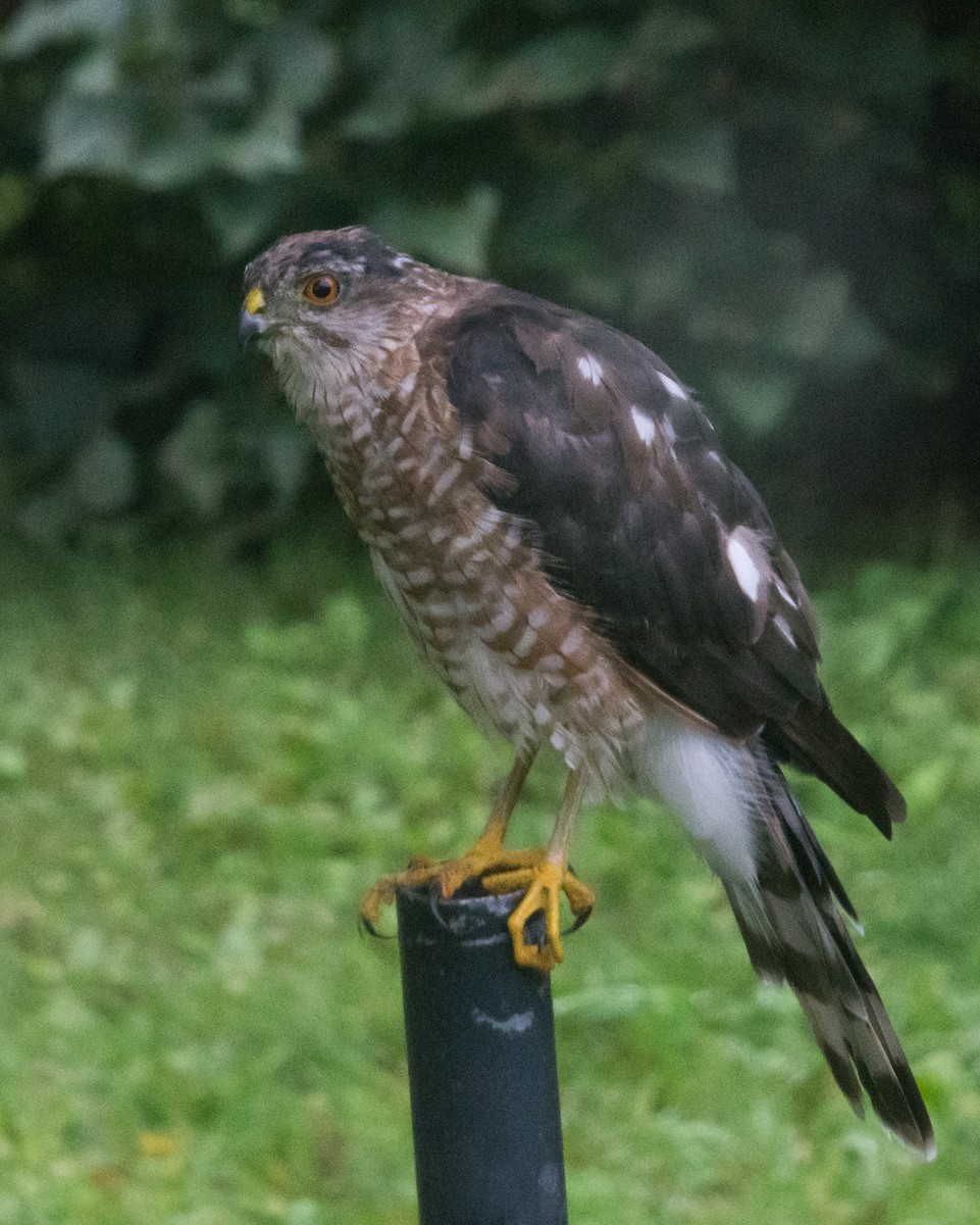 Sharp-shinned Hawk (Northern) - ML640696328