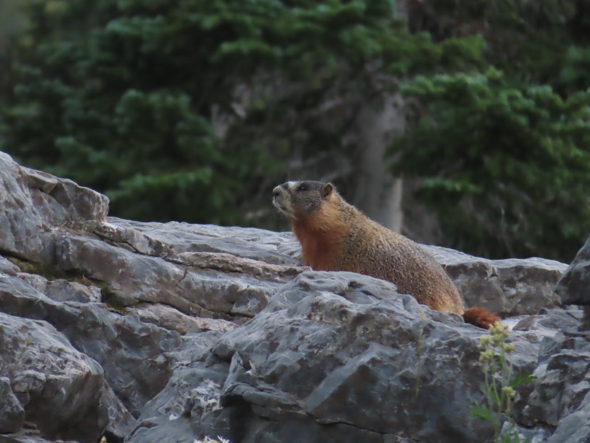 Mammals - ML640696330