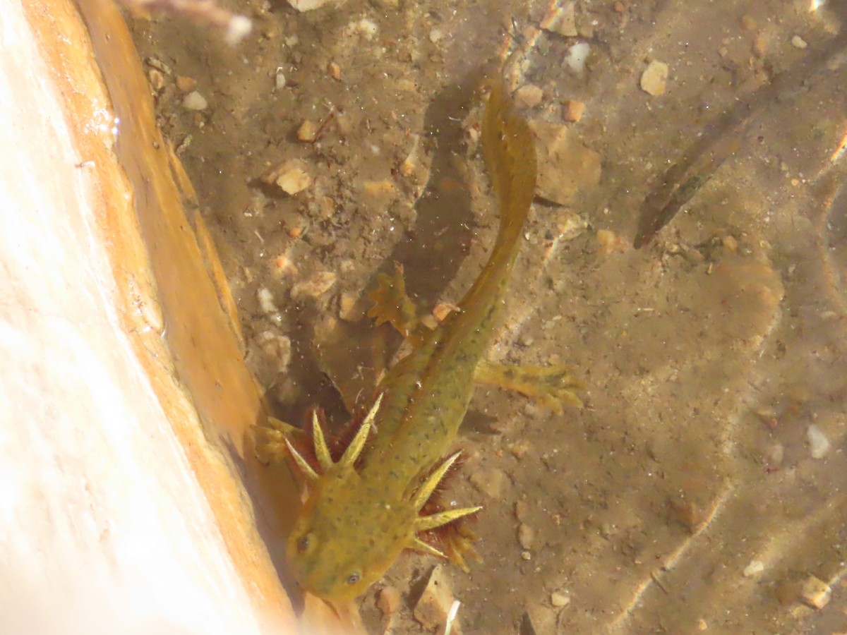 Western Tiger Salamander - ML640696360