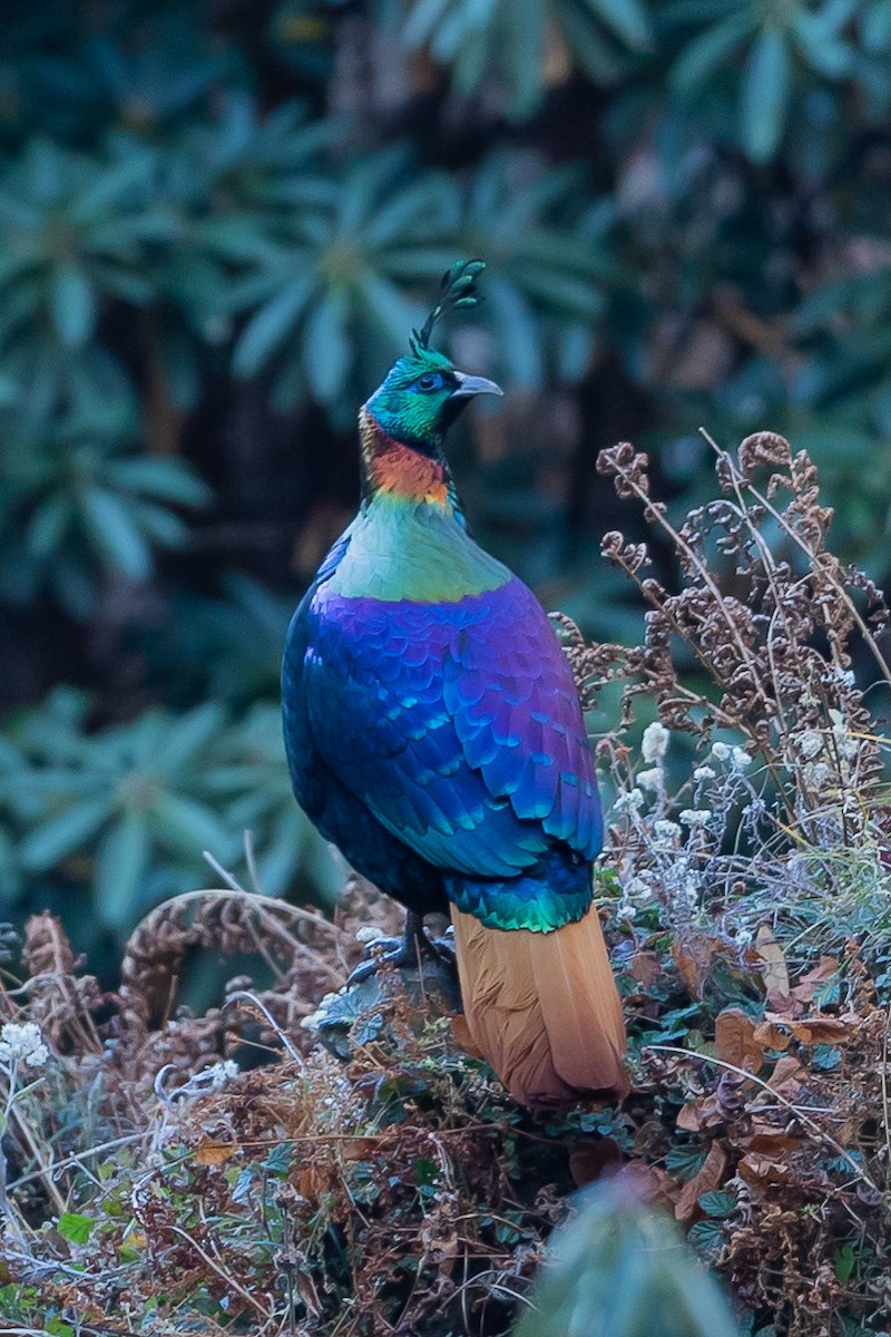 Himalayan Monal - ML640696361