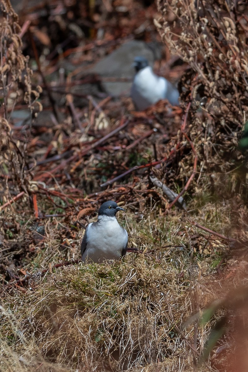 Snow Pigeon - ML640696364