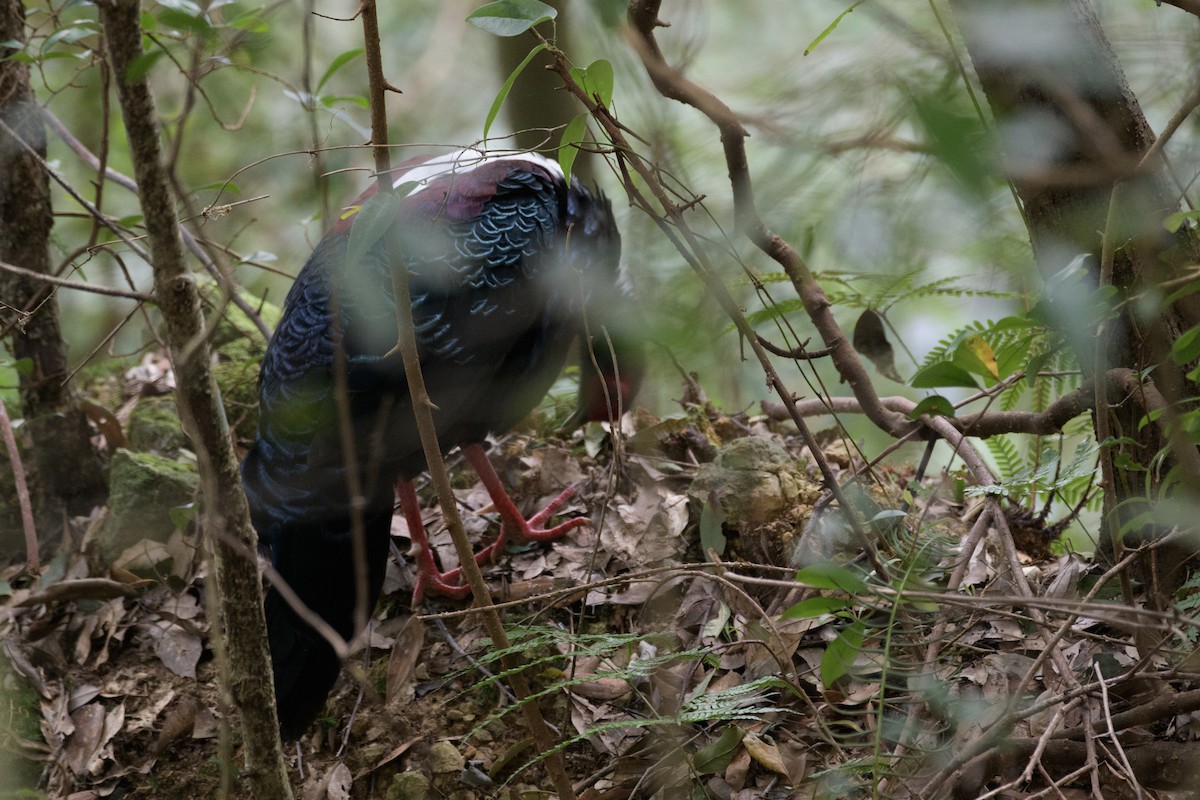 Swinhoe's Pheasant - ML640696367