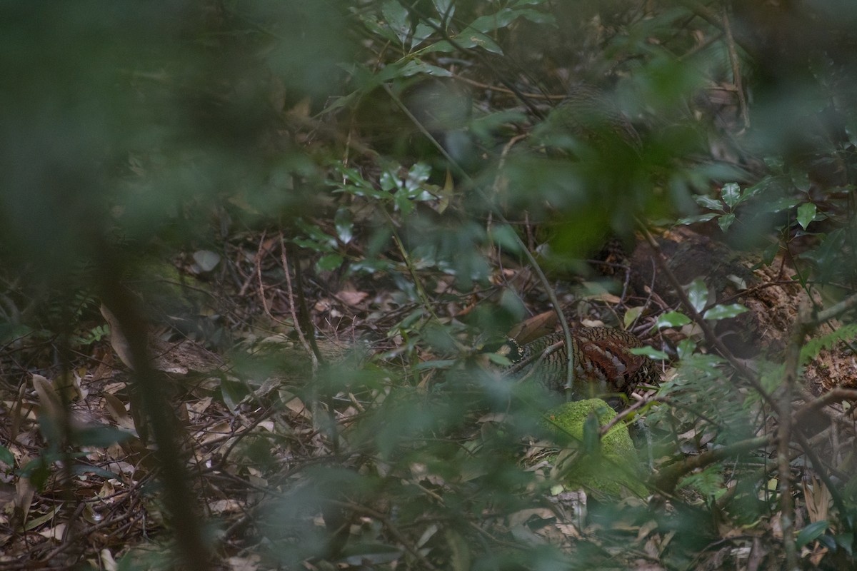 Taiwan Partridge - ML640696371