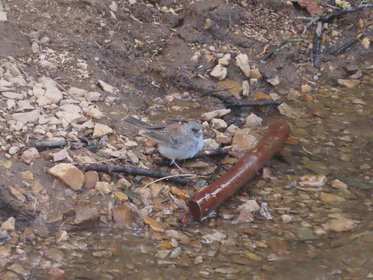 Dark-eyed Junco (Gray-headed) - ML640696377