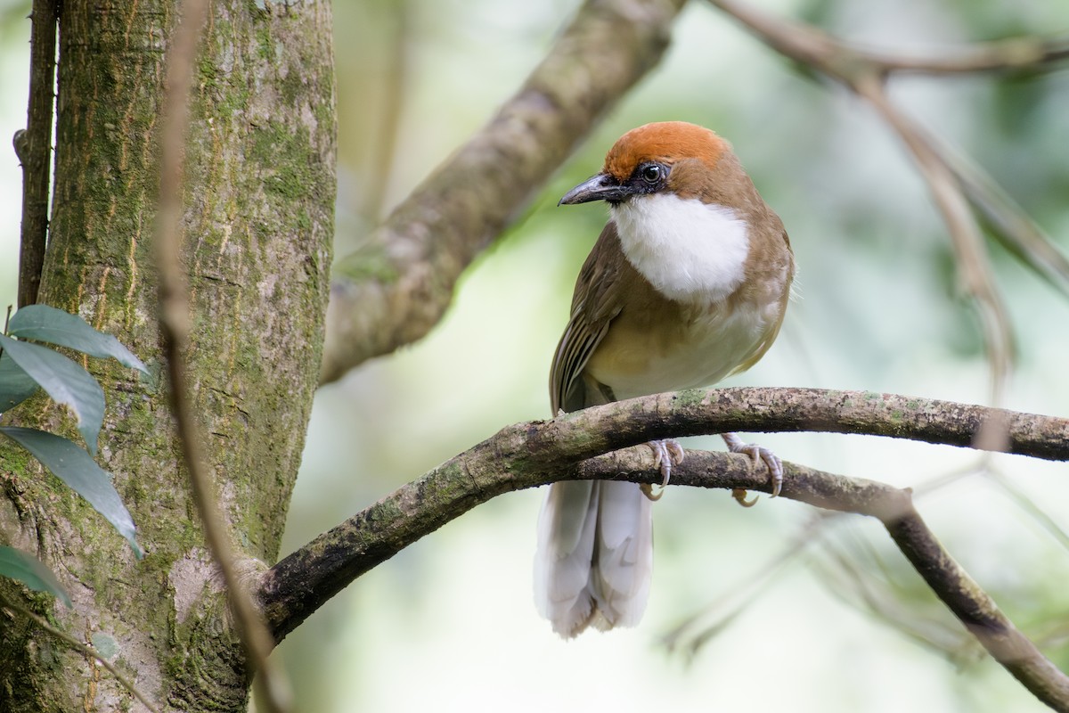 Rufous-crowned Laughingthrush - ML640696379