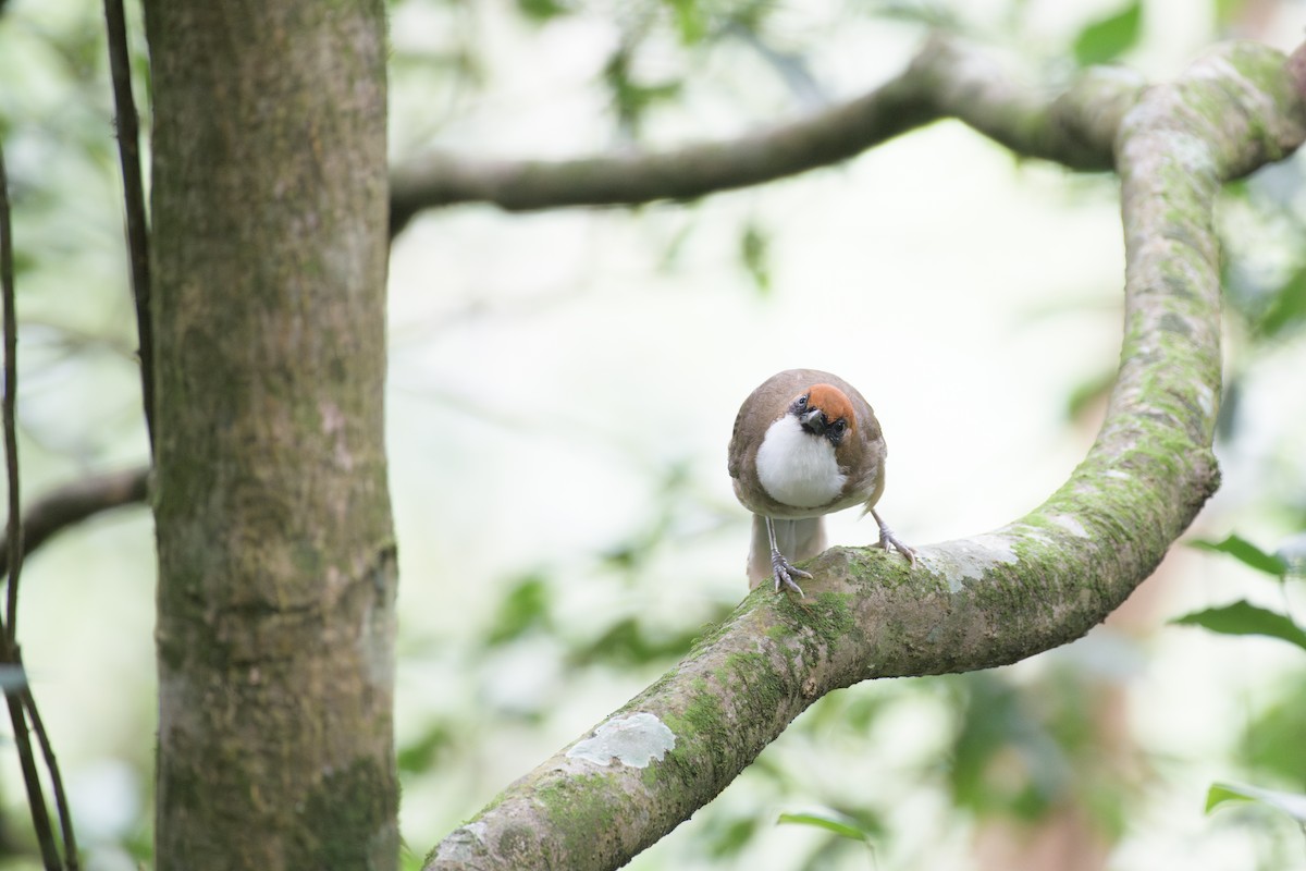 Rufous-crowned Laughingthrush - ML640696380