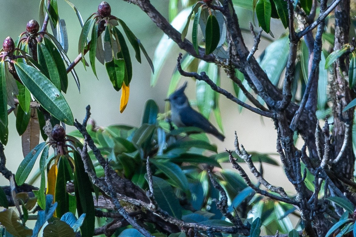 Gray-crested Tit - ML640696391