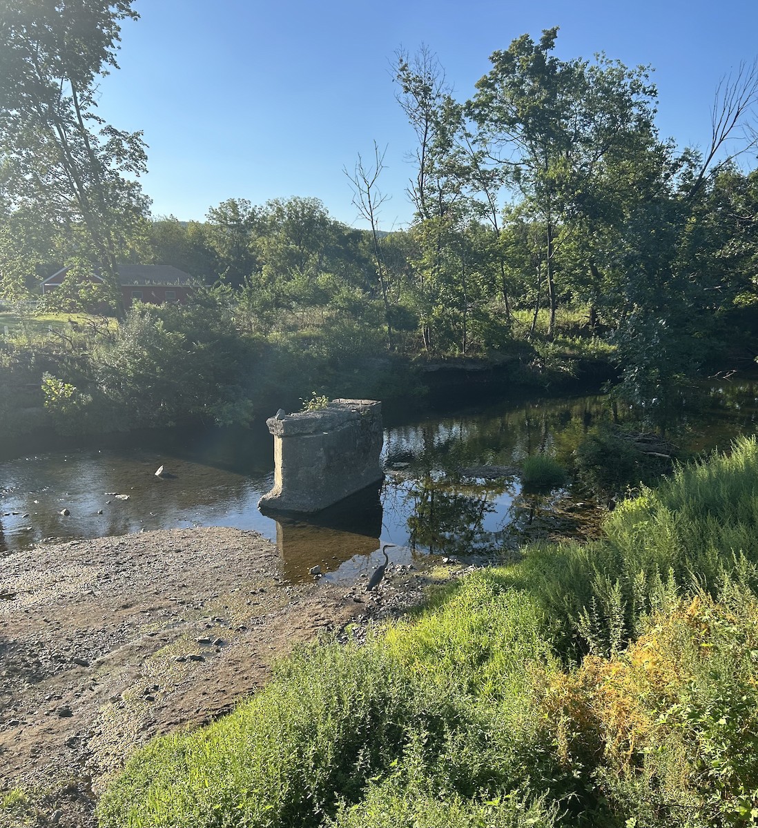 Great Blue Heron - ML640696399