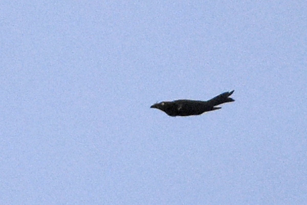 Yellow-eyed Starling - ML640696420