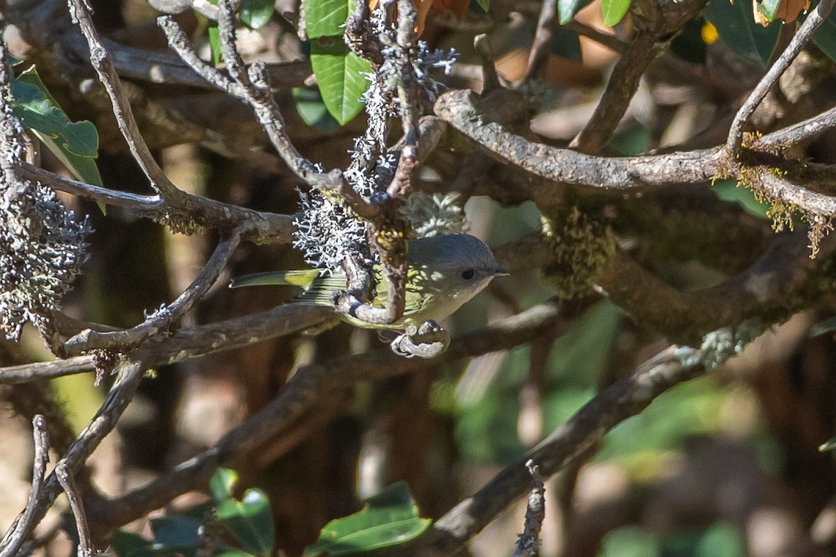 Green Shrike-Babbler - ML640696434