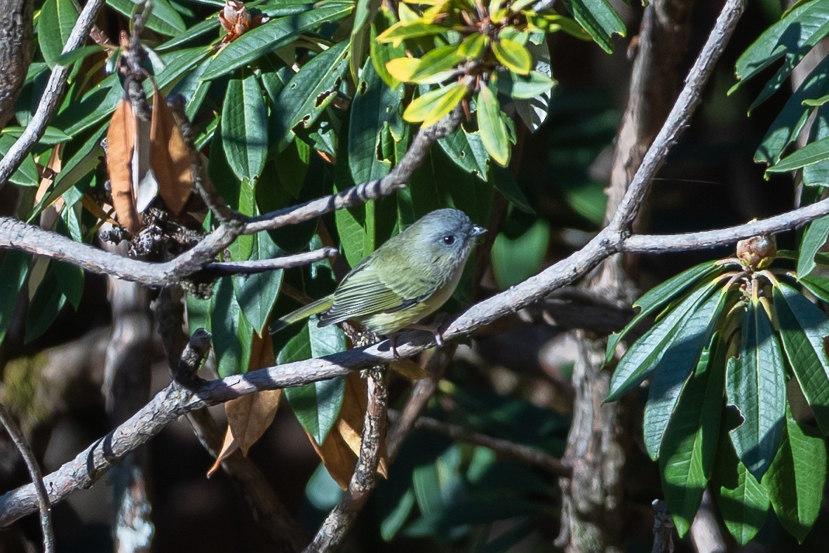 Green Shrike-Babbler - ML640696440
