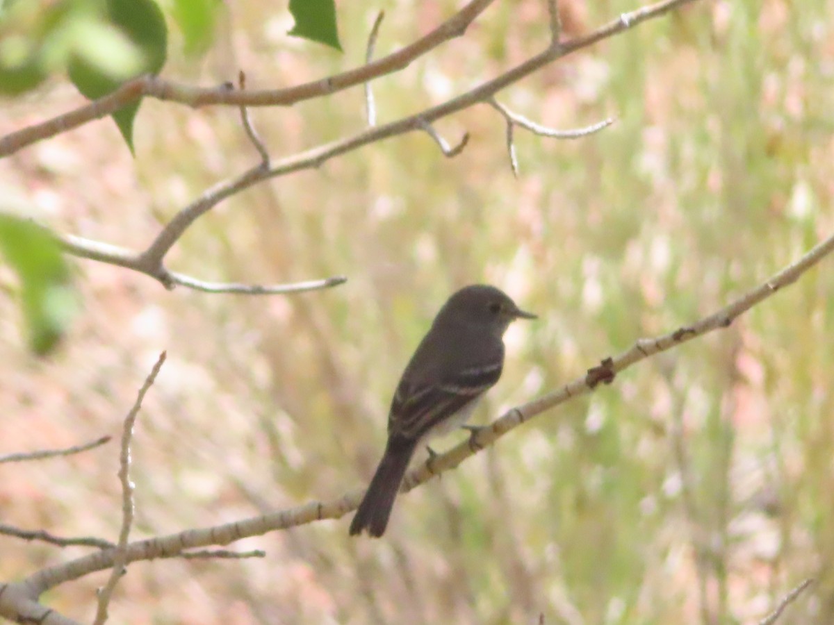 Dusky Flycatcher - ML640696486